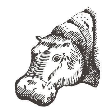 Hand drawn hippo ( hippopotamus, behemoth ). Sketch, vector illustration.