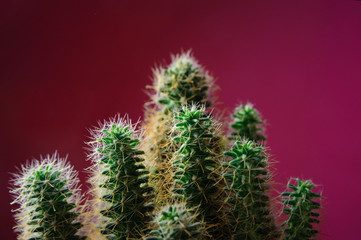 Cactus minimal Still life. Fashionable bright colors. Fashionable design. Green neon mood on a red background