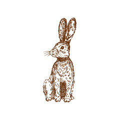 Hand drawn rabbit / bunny. Sketch, vector illustration.