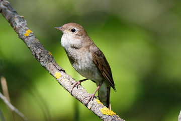 Thrush Nightingale (Luscinia luscinia).
