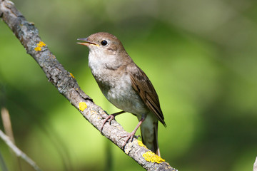 Thrush Nightingale (Luscinia luscinia).