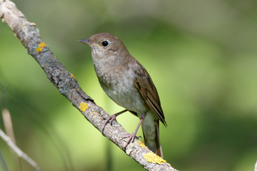 Fototapeta premium Thrush Nightingale (Luscinia luscinia).