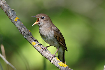 Obraz premium Thrush Nightingale (Luscinia luscinia).