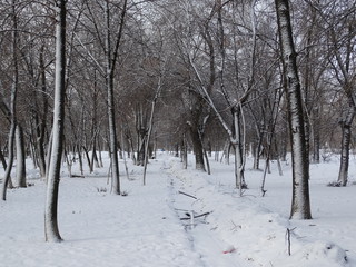 The morning after a snowfall