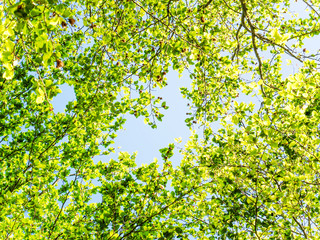 Spring branch with leaves against blue sky