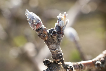Apple buds on a twig, macro image