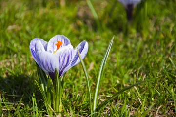 Wiosna, krokusy na łęce © eeelectra