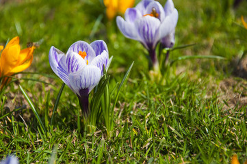 Wiosna, krokusy na łęce © eeelectra