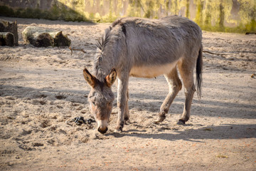 Esel, Donkey, Zypern, Fressen, Sand, Pferd, Pfolen, Sand, Sandkasten