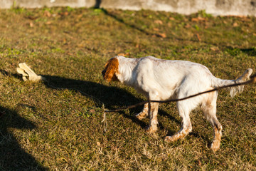 Portrait of hunting dog, English setter in outdoor