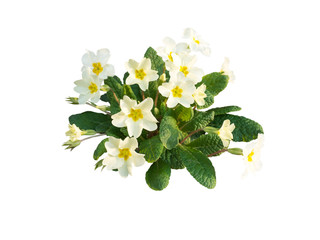 Primula vulgaris pale yellow flowers