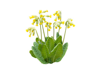 Primula veris yellow spring flowers