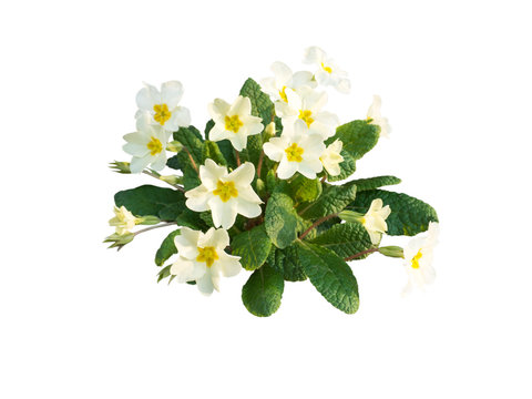 Fototapeta Primula vulgaris pale yellow flowers