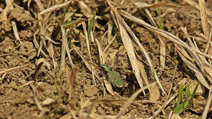 Feldsandläufer (Cicindela campestris) im Frühling
