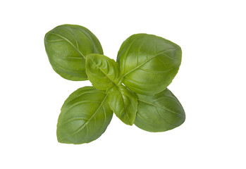 Basilikum Blätter freigestellt auf weissem Hintergrund ideal als Vorlage