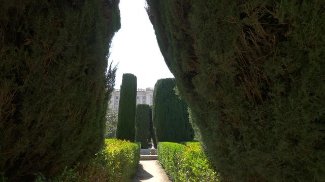 Hedge and tuya in a park