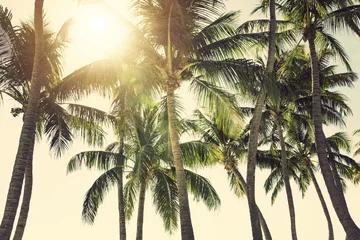 Papier Peint photo Lavable Palmier Palm trees against sunny tropical sky 