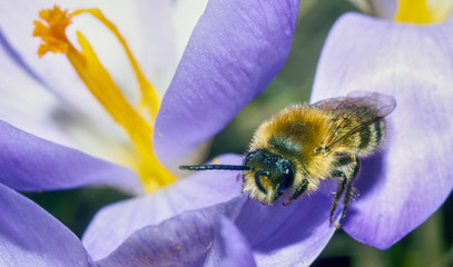 bee 65