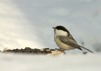 Tit on the feeder