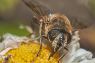 fly 36