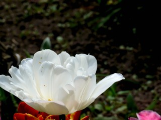 The white tulip blossoming in a summer garden.