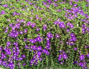 Wild purple flowers - 198641943