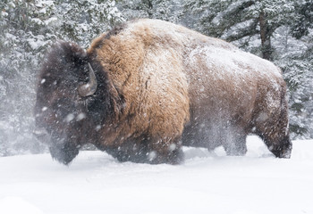 Bison shaking head in knee deep snow - 198641966