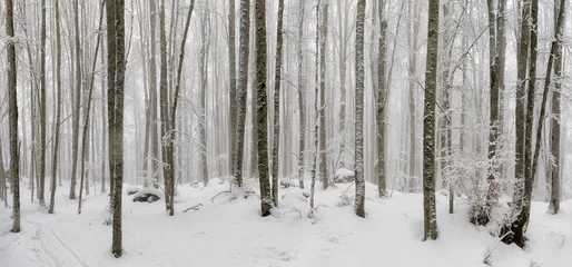 Fotobehang Snow-covered forest path, illuminated by day. Background © Gennaro Leonardi