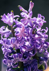 Bright purple Hyacinth