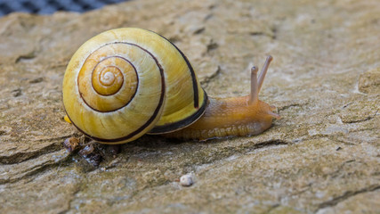 Schnecke mit Haus auf Stein