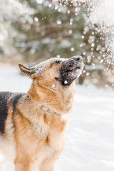 Dog playing with snow