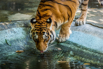 Bengal tigers are drinking water.