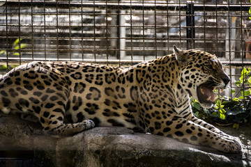 Jaguar in Barcelona's zoo. The jaguar or Panthera onca is a wild cat species and the only native to the Americas.