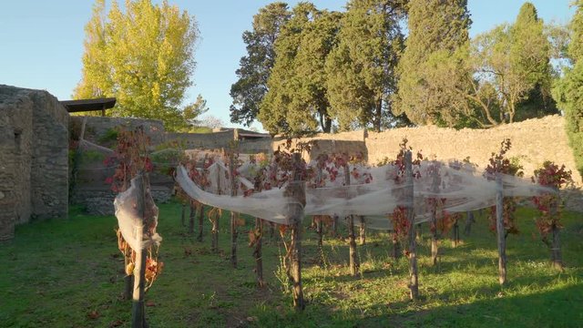 17214_White_nets_on_the_vines_on_the_park_in_Pompeii_Italy.mov
