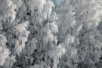 Winter forest nature
