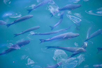 Obraz premium fish swimming