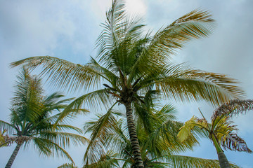 Obraz na płótnie Canvas palmtrees