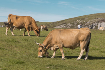 cows grazing in the mountains of Covadonga, Asturias, Spain