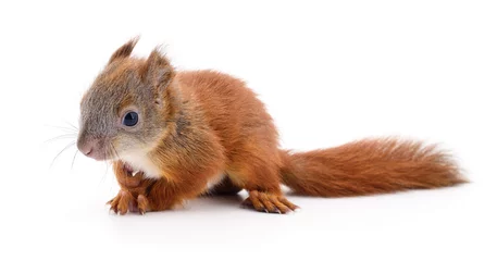 Fotobehang Eurasian red squirrel. © Anatolii