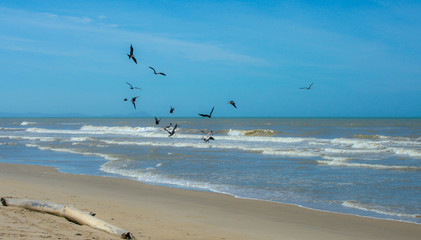 Fototapeta na wymiar Birds on the Beach