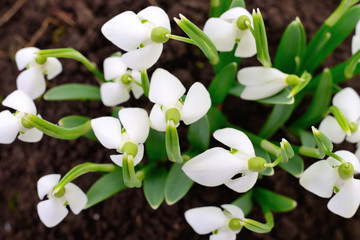 Snowdrops (Galanthus nivalis) on white background