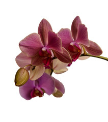 Orchid isolated on white background. There is a way.