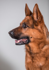 close-up of a cute german shepherd dog
