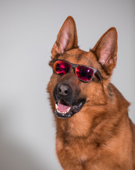 close-up of a cute german shepherd dog with sunglasses