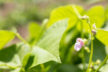 Beans plants and flowers as very nice natural background