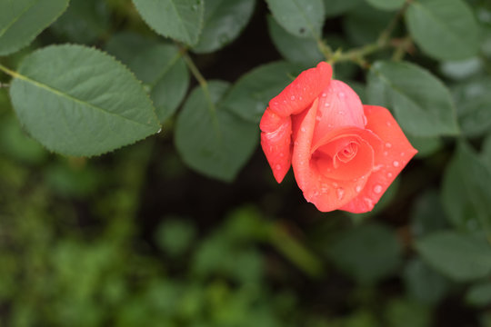 Beautiful red rose on green branch with on plain green background