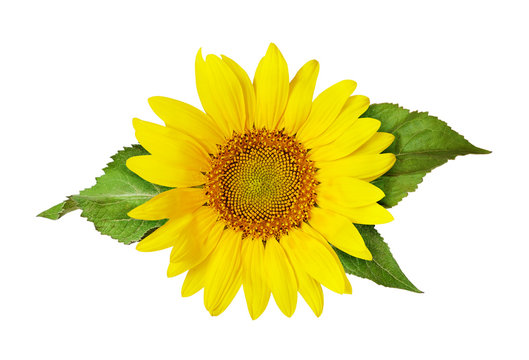 Yellow sunflower and green leaves