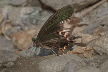 Common Mormon butterfly urinating on wet land