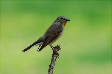 Red-throated Flycatcher