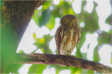 Asian Barred Owlet 